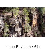 #641 Photograph Of Evergreens Growing On A Cliffside