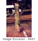 #6431 Picture of a Rubber Tree with a Collecting Cup at the Site of a Sierra Leone Lassa Fever Field Study by KAPD