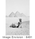 #6491 Camels And Men Near The Pyramids Of Giza