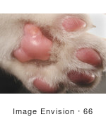 #66 Picture Of A Cat Paw