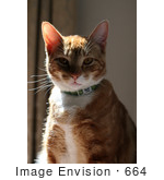 #664 Picture of an Orange Calico Cat in the Sun by Kenny Adams