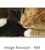 #665 Picture Of A Cat Grooming A Kitten