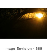 #669 Picture Of An Orange Sunset Through Trees
