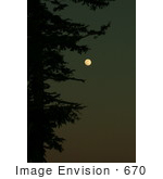 #670 Picture Of A Full Moon In The Night Sky With An Evergreen Tree