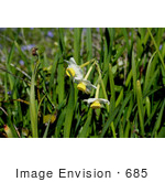 #685 Photograph Of Wild Daffodils