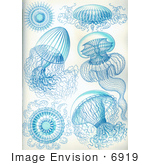 #6919 Jellyfish