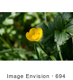 #694 Photo Of A Yellow Buttercup Flower