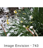 #743 Photo Of Daffodils In Snow