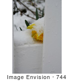 #744 Photo Of A Yellow Daffodil Resting On A Fence Covered In Snow