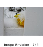#745 Image Of A Yellow Daffodil In The Snow