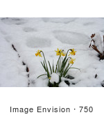 #750 Image Of Daffodils In Snow Jacksonville Oregon