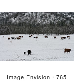 #765 Image Of Cattle In Snow Bishop Creek Ruch Oregon