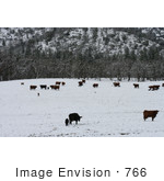 #766 Image Of Cattle In Snow Bishop Creek Ruch Oregon