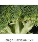 #77 Picture of Broccoli Closeup by Kenny Adams