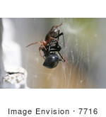 #7716 Picture of a Sowbug Killer Spider Killing a Black Widow by Jamie Voetsch