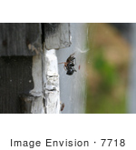 #7718 Picture Of A Woodlouse Spider Killing A Black Widow