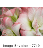 #7719 Image Of Amaryllis Aphrodite Flower