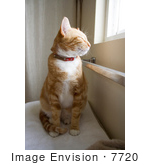 #7720 Image Of An Orange Cat Near A Window