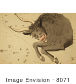 #8071 Picture Of Taurus Constellation