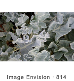 #814 Image Of A Leafy Plant