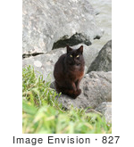 #827 Photography Of A Brownish Black Stray Cat