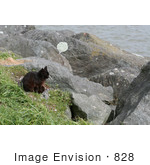 #828 Photography Of A Brownish Black Cat Sitting On A Jetty