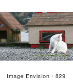 #829 Photography Of A White Feral Cat Biting At Fleas