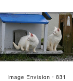 #831 Photography Of Focused Feral Cats