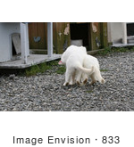 #833 Photography of a Frisky White Feral Cats Playing by Kenny Adams