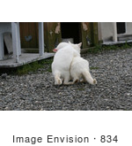 #834 Photography Of Feral Kittens Playing