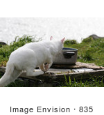 #835 Photography Of A White Feral Cat Walking Towards A Water Dish