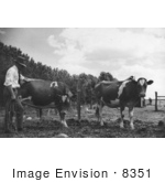#8351 Picture Of A Veterinarian With Cows