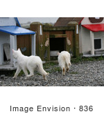 #836 Photography Of Stray Cats Going Separate Ways