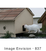 #837 Photography Of A Feral Cat Looking In The Hole Of A Cat House