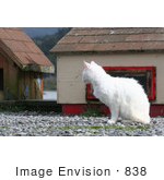 #838 Photography Of A Feral White Cat Watching And Observing