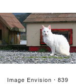 #839 Photo Of A Feral White Cat Looking At The Camera