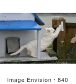 #840 Photo Of A Feral Cat Scratching A Post