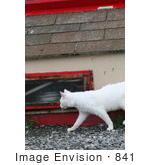 #841 Photo Of A Feral Cat Walking