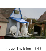 #843 Photography Of Two Feral Kittens Smelling A Cat House