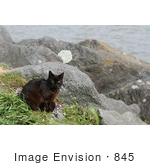 #845 Photography Of Brownish Black Feral Cat At An Ocean Jetty