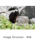 #846 Photography Of A Brownish Black Cat Sitting On Boulders Along The Ocean