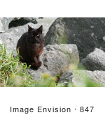#847 Photography Of A Feral Brownish Black Cat At The Oregon Coast