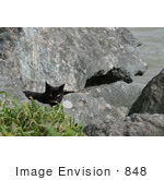 #848 Photo Of A Stray Brownish Black Cat Behind A Rock