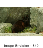 #849 Photography Of A Scared Feral Cat