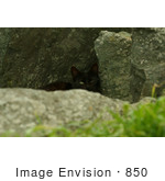 #850 Photo Of A Black Feral Cat Hiding Behind A Rock