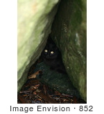 #852 Photo Of A Stray Black Cat Hiding In Rocks