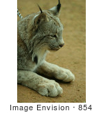 #854 Photograph Of A Canadian Lynx On A Chain Leash