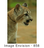 #858 Photography Of A Young Cougar Closeup