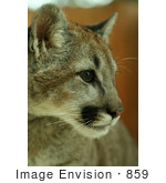 #859 Photography Of A Close-Up Cougar Portrait