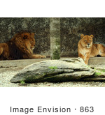 #863 Photo Of A Male And Female Lion